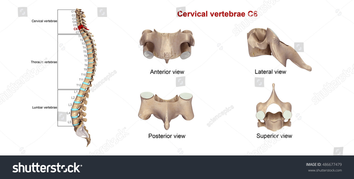 OSTEOMUSCULAR DEL CUELLO