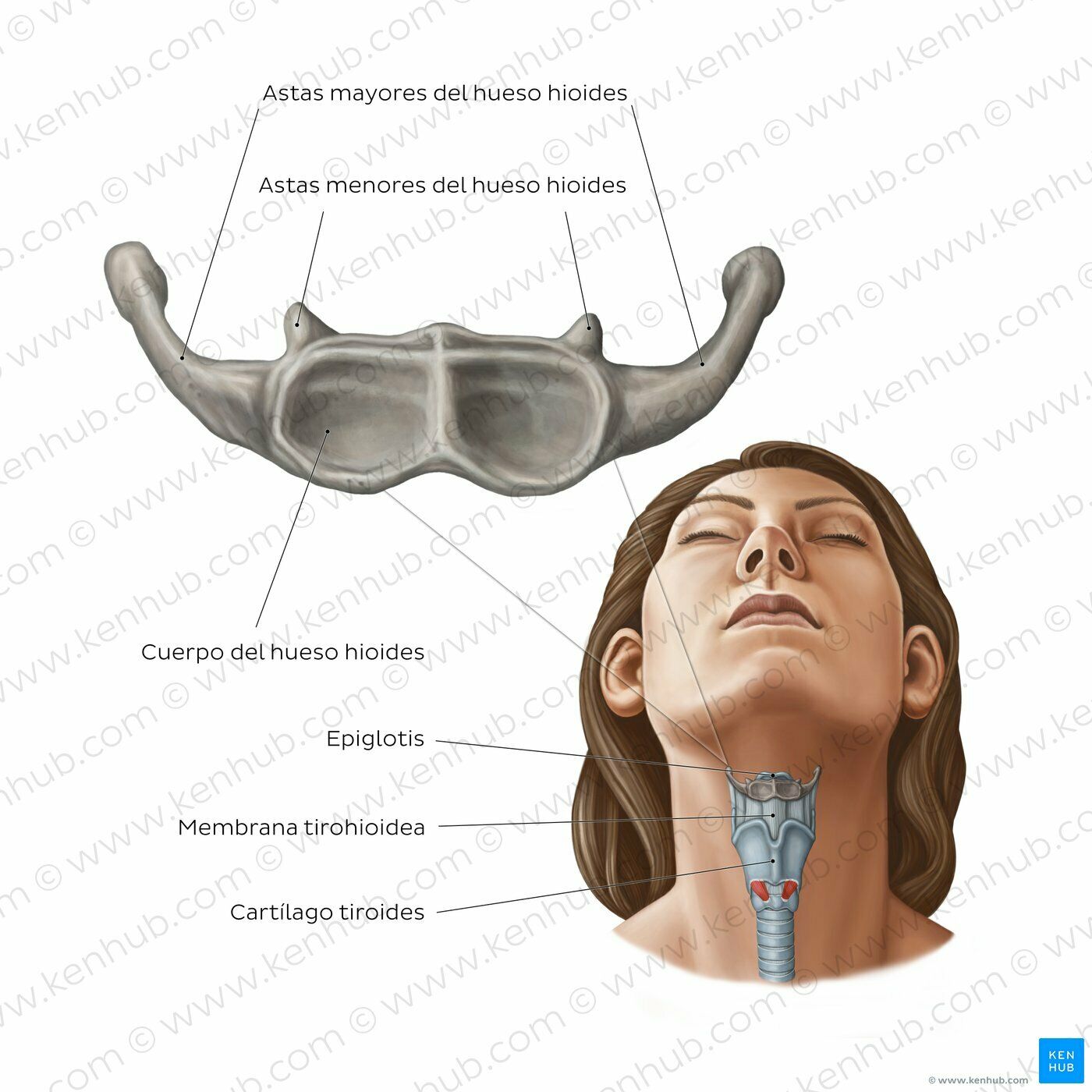 OSTEOMUSCULAR DEL CUELLO
