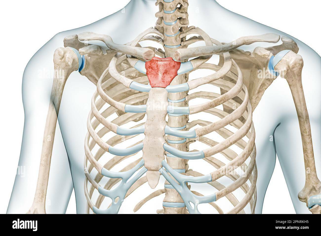 OSTEOMUSCULAR DEL CUELLO