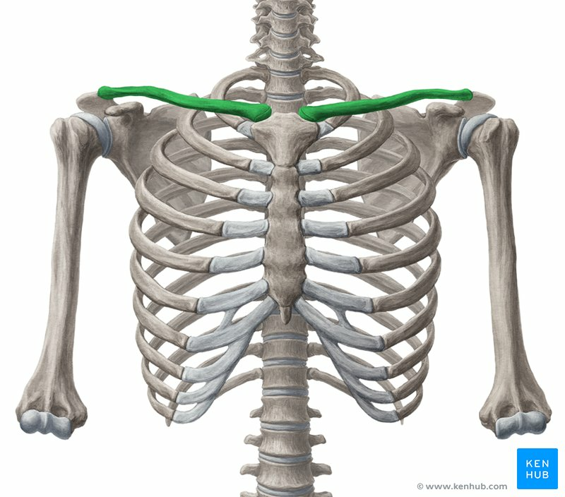 OSTEOMUSCULAR DEL CUELLO