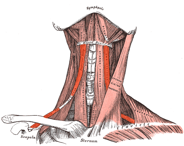Miología y Osteología del cuello- Juan Arevalo- Primer semestre