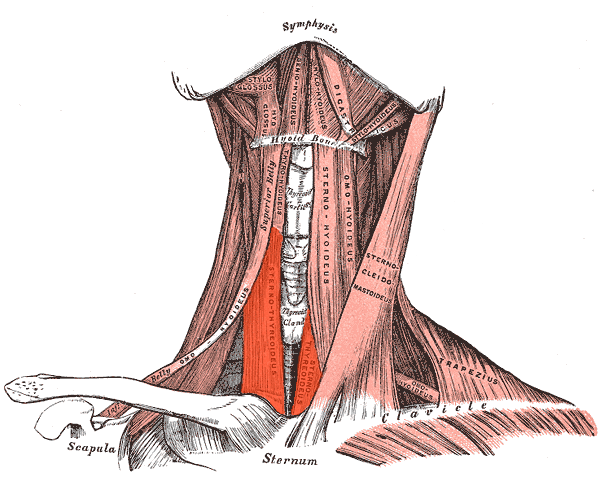 Miología y Osteología del cuello- Juan Arevalo- Primer semestre