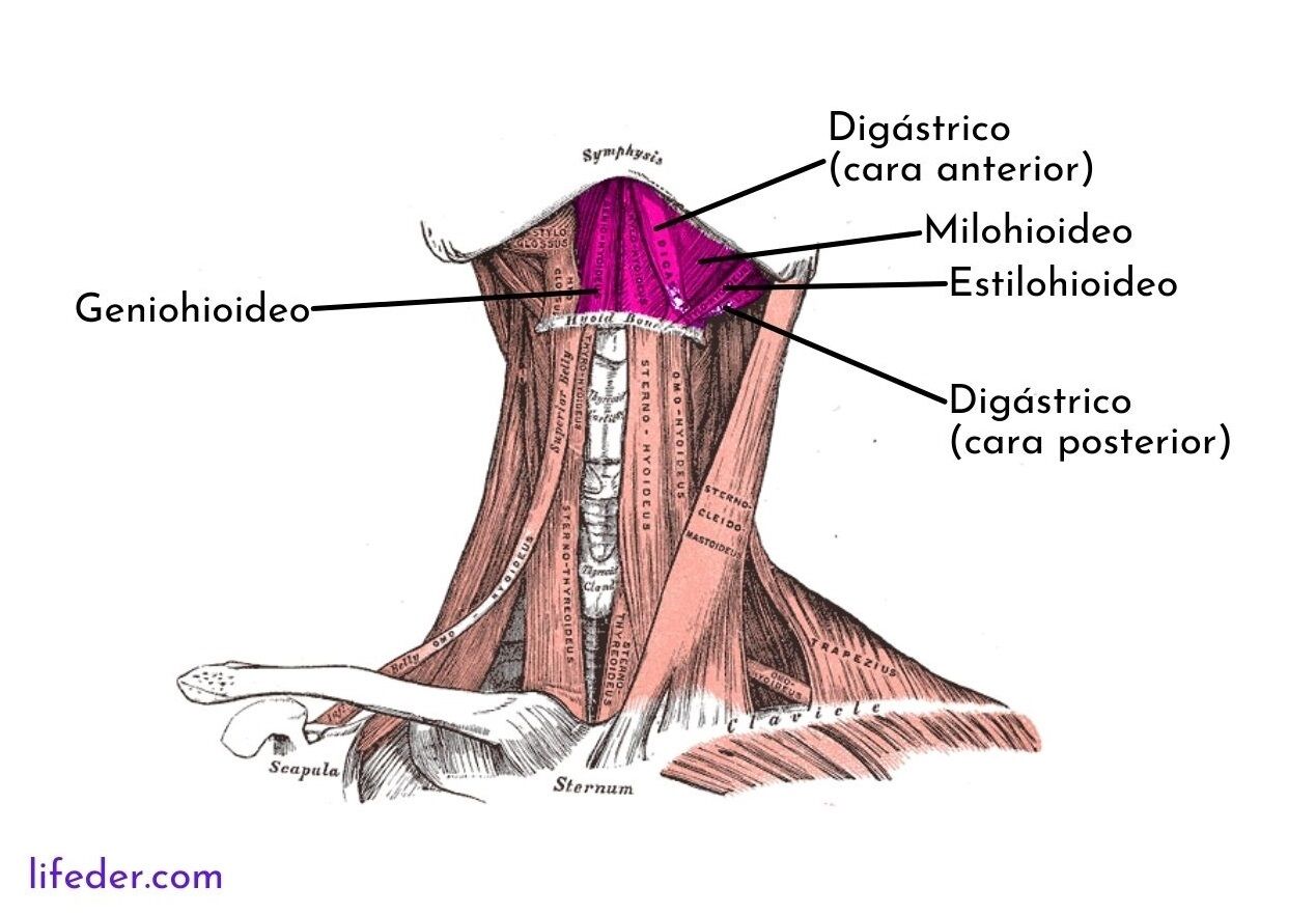 Miología y Osteología del cuello- Juan Arevalo- Primer semestre