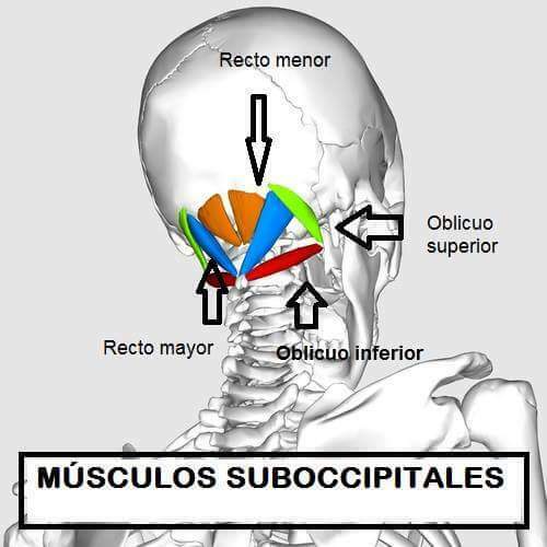 Miología y Osteología del cuello- Juan Arevalo- Primer semestre