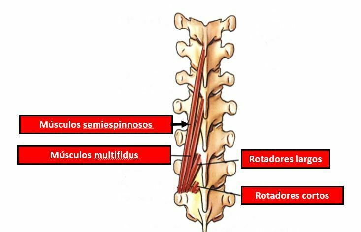 Miología y Osteología del cuello- Juan Arevalo- Primer semestre
