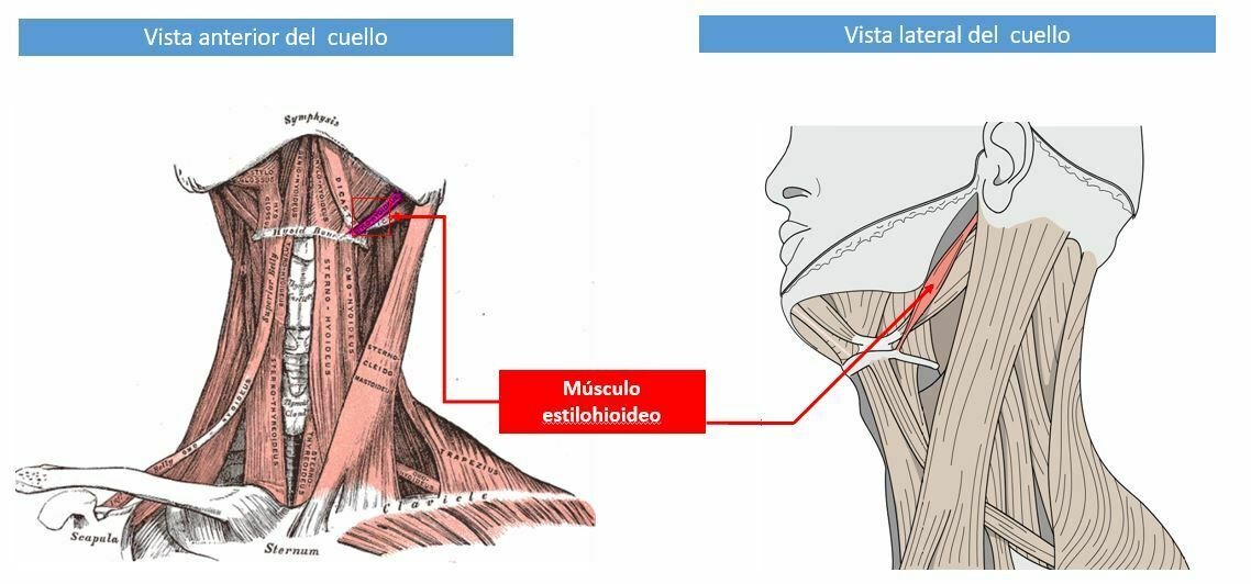 OSTEOMUSCULAR DEL CUELLO