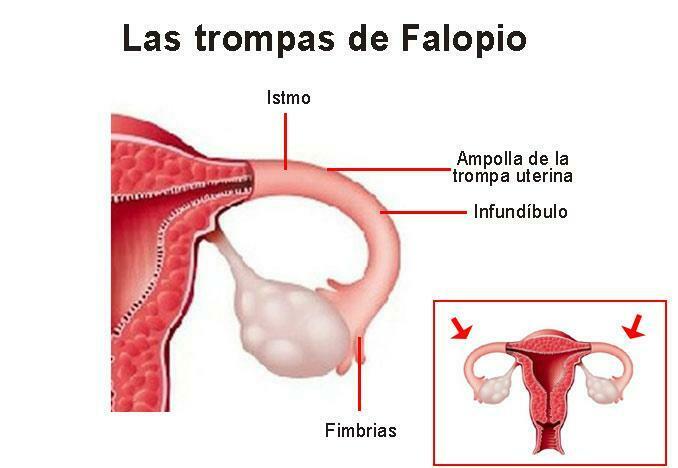 los sistemas nervioso y reproductivo.