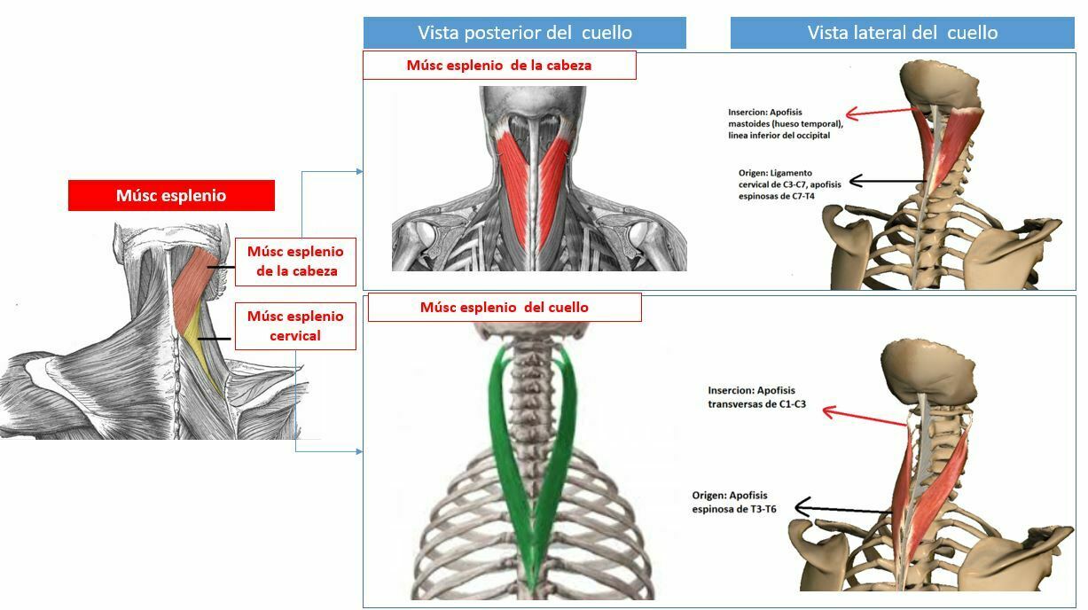 Miología y Osteología del cuello- Juan Arevalo- Primer semestre