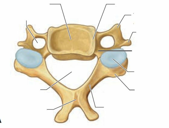 Miología y Osteología del cuello- Juan Arevalo- Primer semestre
