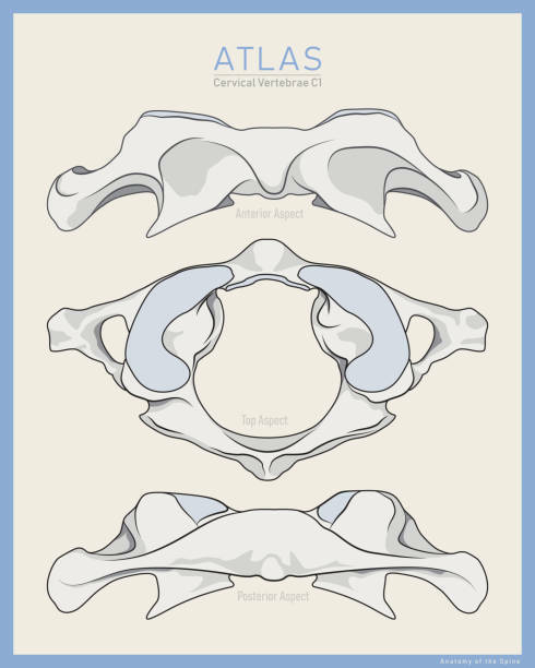 Miología y Osteología del cuello- Juan Arevalo- Primer semestre