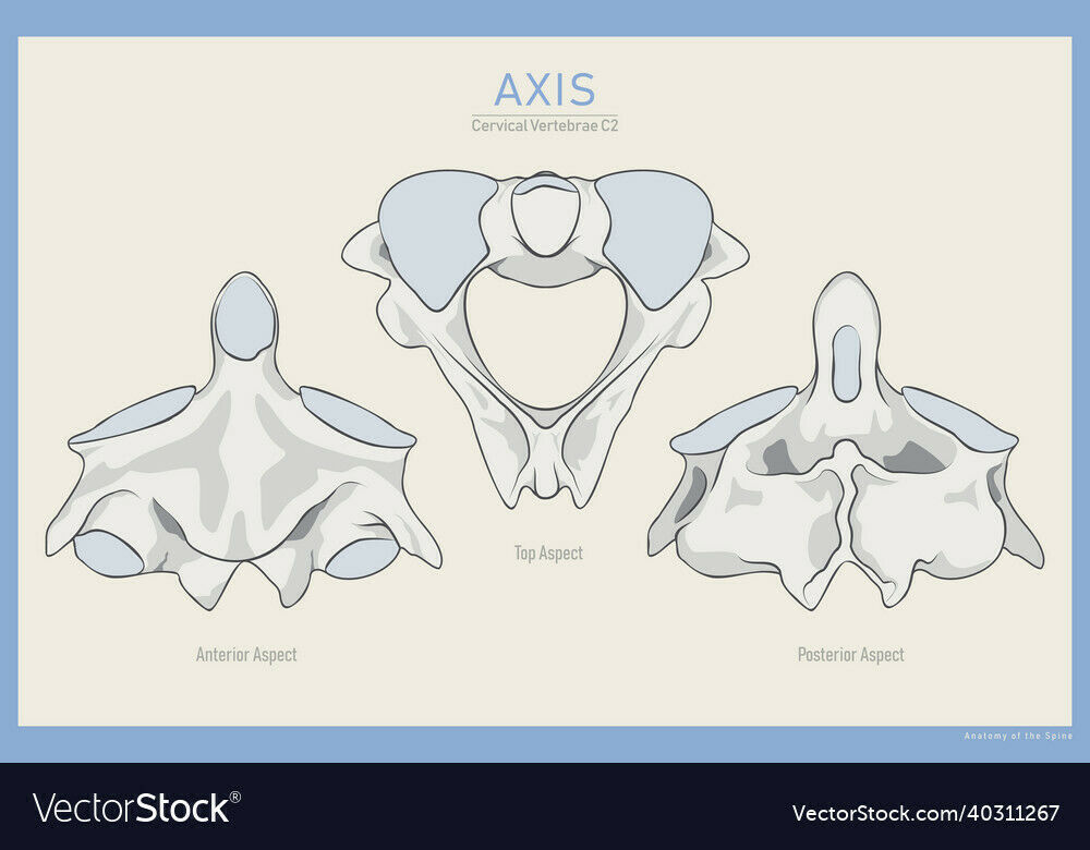 Miología y Osteología del cuello- Juan Arevalo- Primer semestre