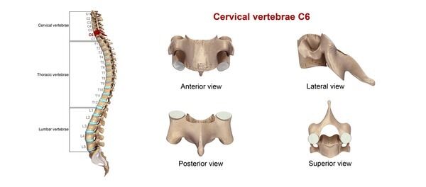 Miología y Osteología del cuello- Juan Arevalo- Primer semestre