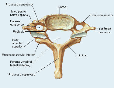 Miología y Osteología del cuello- Juan Arevalo- Primer semestre