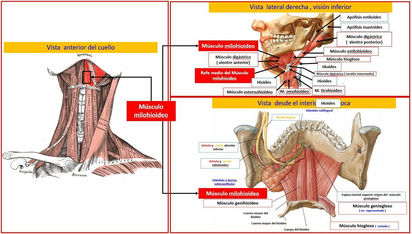 OSTEOMUSCULAR DEL CUELLO