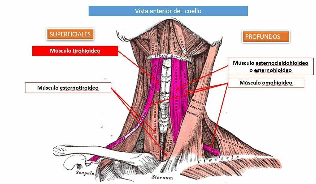 OSTEOMUSCULAR DEL CUELLO