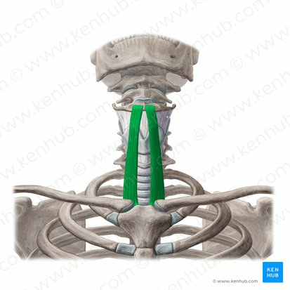 OSTEOMUSCULAR DEL CUELLO