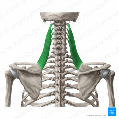 OSTEOMUSCULAR DEL CUELLO