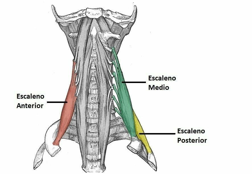OSTEOMUSCULAR DEL CUELLO
