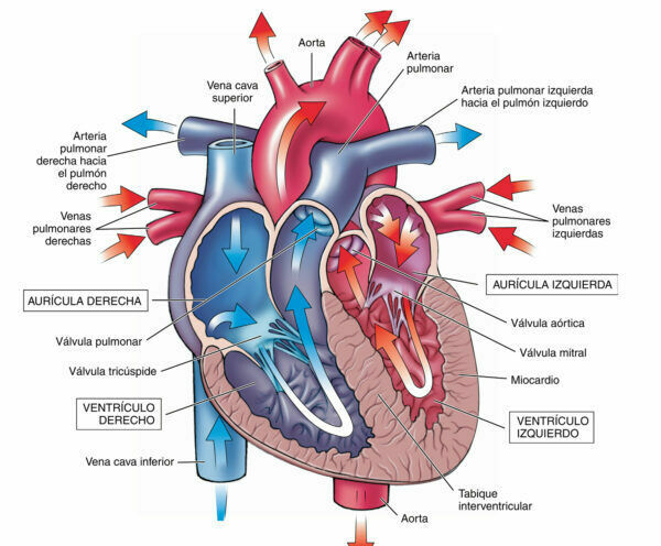 Sistema Cardiovascular