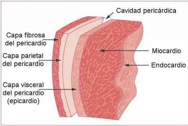 Sistema Cardiovascular