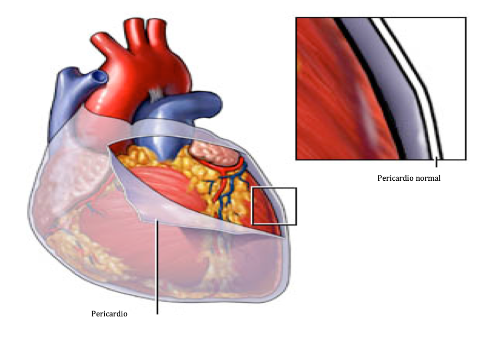 Sistema Cardiovascular