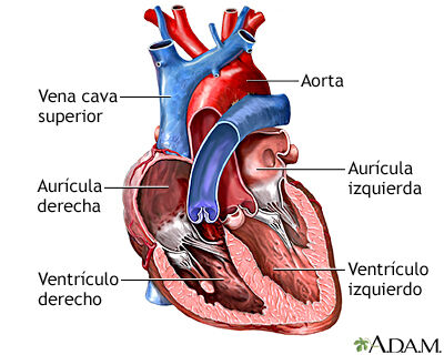 Sistema Cardiovascular
