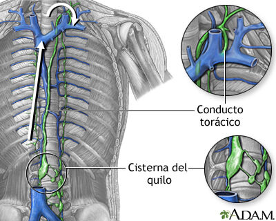 Sistema Cardiovascular