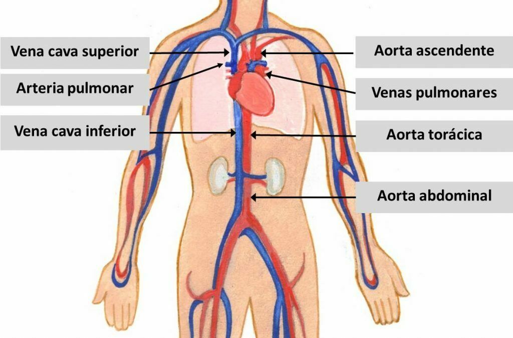 Sistema Cardiovascular