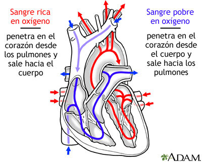 Sistema Cardiovascular
