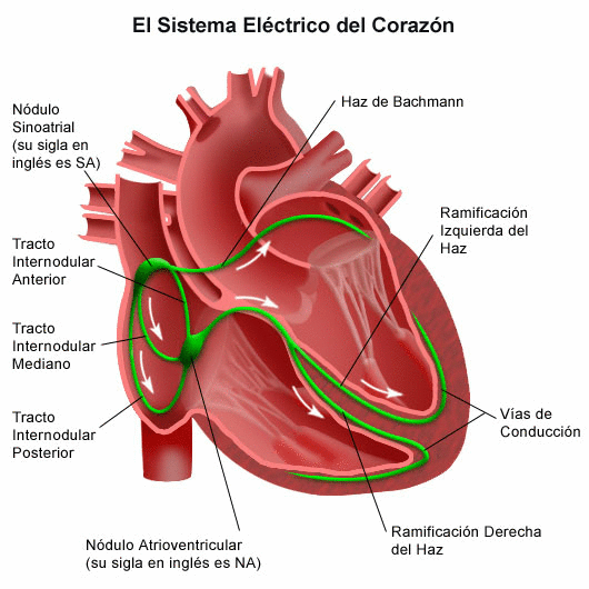 Sistema Cardiovascular