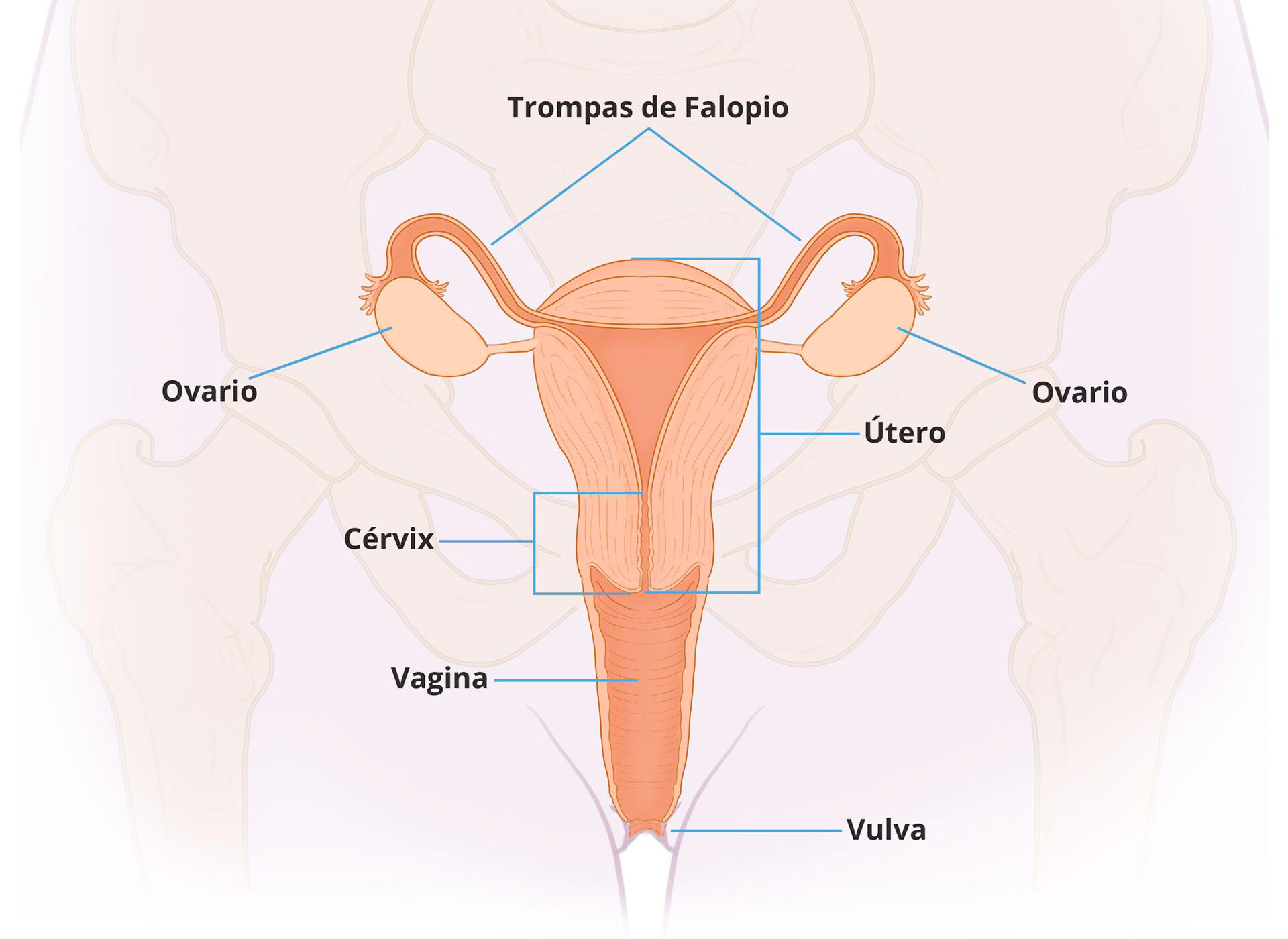 Relación del sistema nervioso y reproductivo