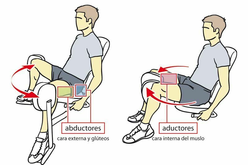 Clasificación de los musculos