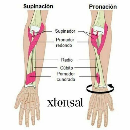 Clasificación de los musculos