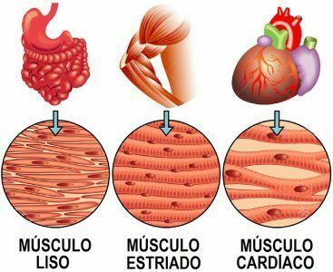 Clasificación de los musculos
