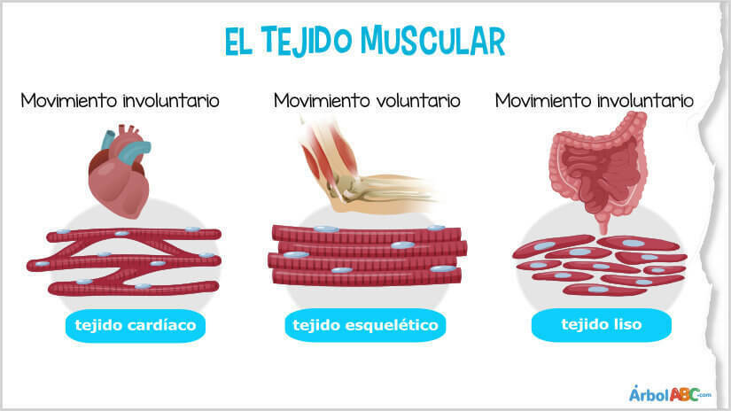 Clasificación de los musculos