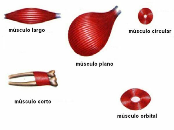 Clasificación de los musculos
