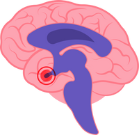 Cuando el cerebro y las gónadas hacen equipo