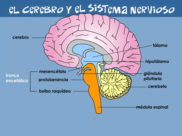 El fascinante mundo de las neuronas y el cerebro humano. Procesos Psicológicos