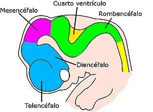 El fascinante mundo de las neuronas y el cerebro humano. Procesos Psicológicos