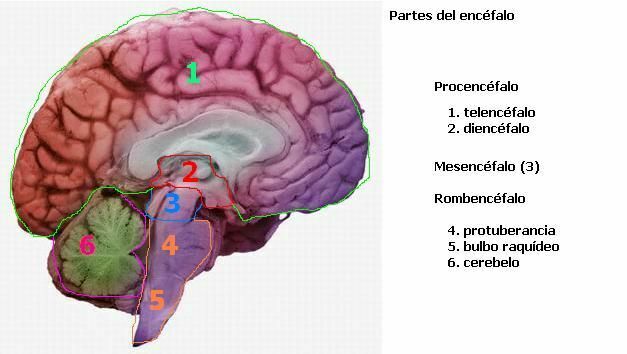 El fascinante mundo de las neuronas y el cerebro humano. Procesos Psicológicos