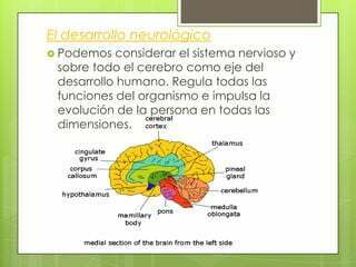 El fascinante mundo de las neuronas y el cerebro humano. Procesos Psicológicos