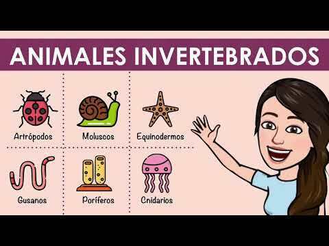 Animales Invertebrados No tienen columna vertebral. Se agrupan en varios tipos: • Insectos: Ejemplo: Mariquita • Moluscos: Ejemplo: Pulpo...