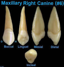 Permanent Maxillary Canine
