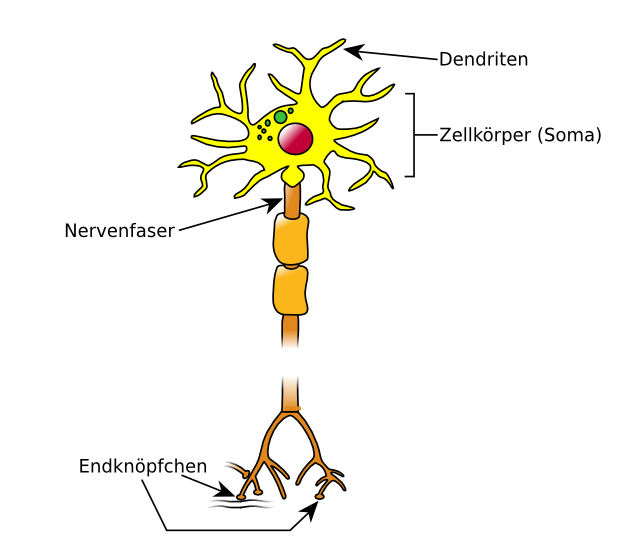 Nervenzellen (Neuronen) Bau und Funktion