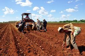 Labores de Mecanizacion Cultivo de Arroz