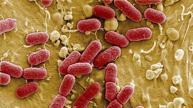 Microbiologia