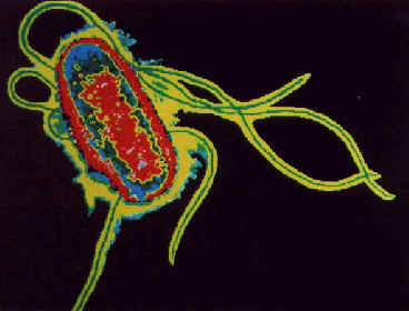 Enterobacterias