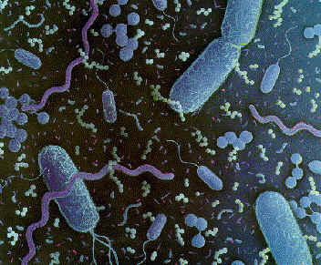 Bacterias Facultativas