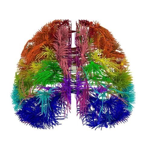11. Neuropsicología