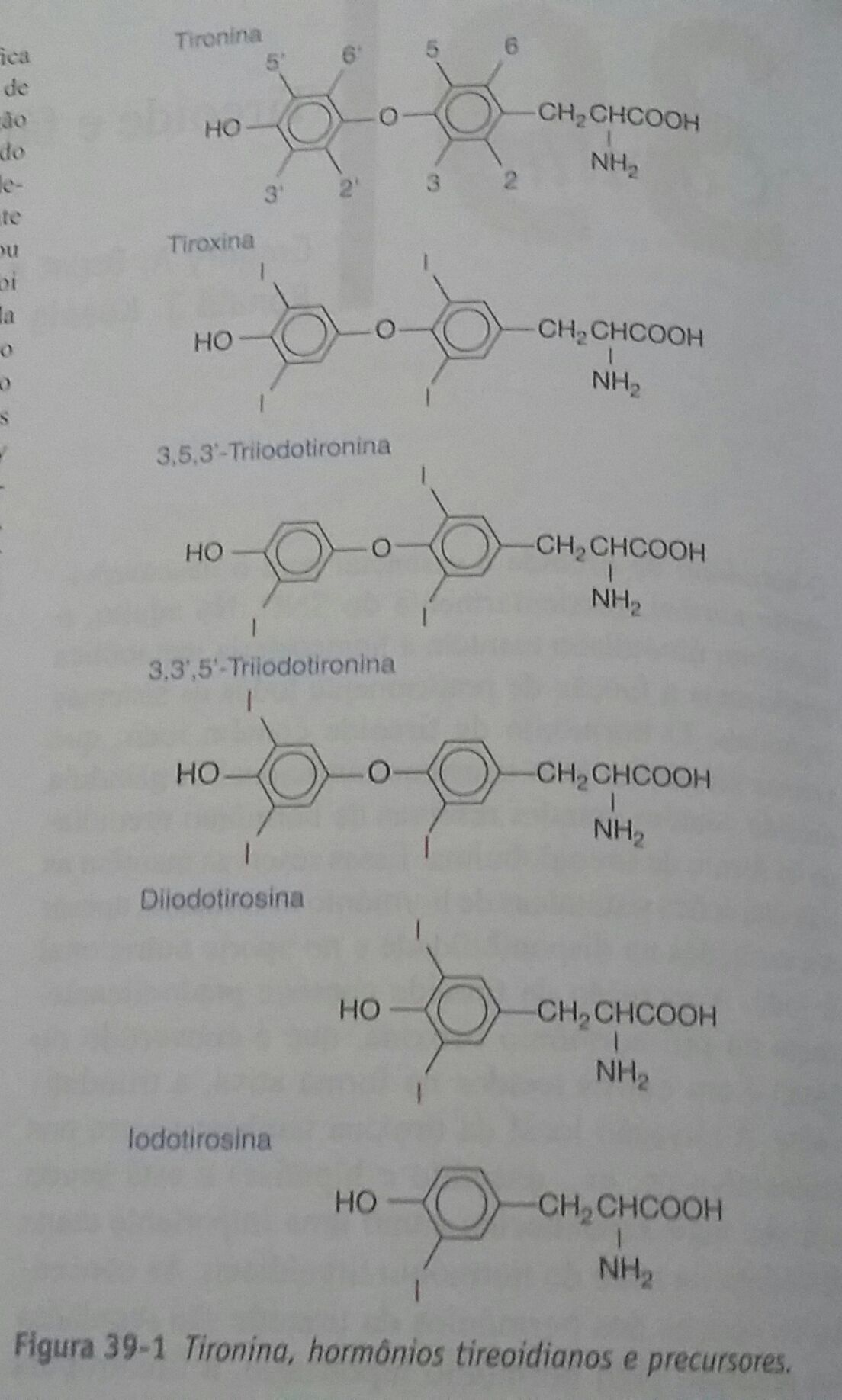Tireoide e fármacos antitireoidianos